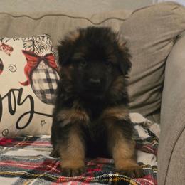 Girl 3 - Black and red female German Shepherd puppy in Sumner, Iowa from Vom Wilke Kennels