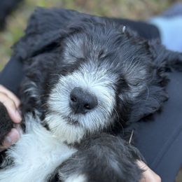 Sheepadoodles from Love Tallulah Sheepadoodles LLC