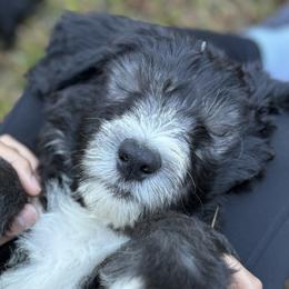 Sheepadoodles from Love Tallulah Sheepadoodles LLC