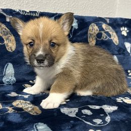 Oregano - Sable male Pembroke Welsh Corgi puppy in Hico, Texas from Chisholm Trail Kennels