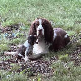 Surprise (princess Donut, green now gray collar) - Tri-Roan female English Springer Spaniel puppy in Statesville, North Carolina from Rockin’ Slow Farms