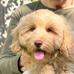 Violet - Caramel Australian Labradoodle puppy in Round Rock, Texas from North Austin Labradoodles