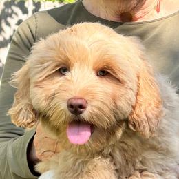 Violet - Caramel Australian Labradoodle puppy in Round Rock, Texas from North Austin Labradoodles