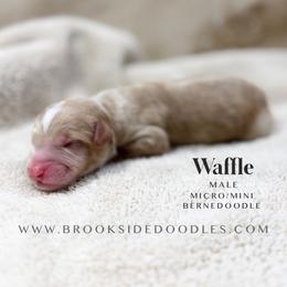 Waffle - Red male Bernedoodle puppy in Temecula, California from Brookside Bernedoodles
