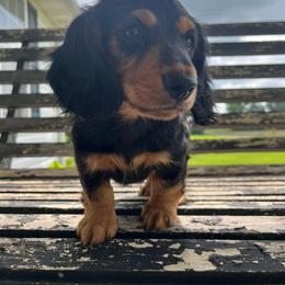 Dachshund puppies from Turner’s Delightful Dachshund Farm & German Short Hair Pointers