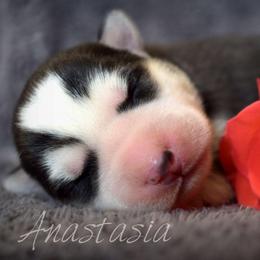 ANAstasia - Black and white female Siberian Husky puppy in Addison, Michigan from Gray Run Siberian Huskies