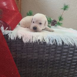 Gina - Labrador Retriever puppy from Marlene's Labrador Retrievers
