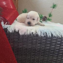 Gina - Labrador Retriever puppy from Marlene's Labrador Retrievers