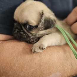 Green - Fawn male Pug puppy in Tallapoosa, Georgia from West Georgia Pugs