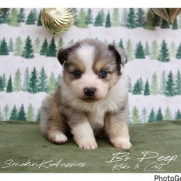 Bo Peep - Blue merle female Australian Shepherd puppy in Grapeland, Texas from Smokin K Aussies