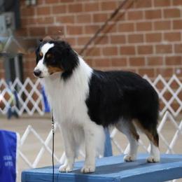 Jackpot - Black tri male Miniature American Shepherd puppy in Cache, Oklahoma from Southern Charm Mini Aussies