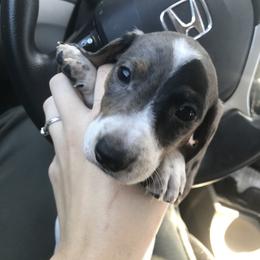 Dachshund Puppies from Hursh’s Hounds