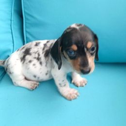 Dot dot - Dapple male Dachshund puppy in Opelika, Alabama from Dachshund Darlins