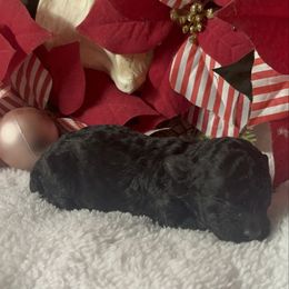 AKC Birdie - Black female Poodle puppy in Elgin, South Carolina from Silver Bells Paw Prints