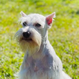 Miniature Schnauzers from Castle Creek Kennels