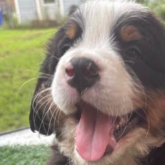 Bernese Mountain Dogs from Emma-Mada's Old Thyme Berners