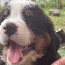 Bernese Mountain Dogs from Emma-Mada's Old Thyme Berners