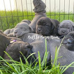 Neapolitan Mastiff Puppies from Battle Born Neos