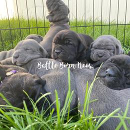 Neapolitan Mastiff Puppies from Battle Born Neos