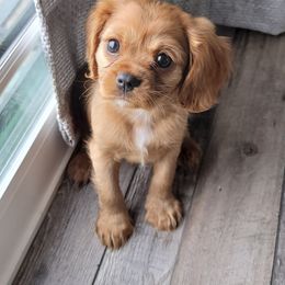 Cavalier King Charles Spaniel Puppies from Alexandra's Royal Cavaliers
