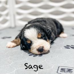 Sage - Black rust and white female Bernese Mountain Dog puppy in Hudson, Indiana from TurkeyCreek-K9