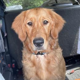 Loafie - Golden Retriever