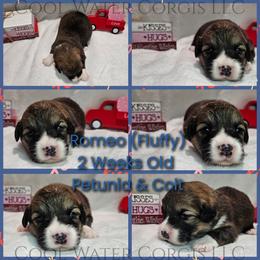 Romeo - Sable male Pembroke Welsh Corgi puppy in Kiowa, Colorado from Cool Water Corgis LLC