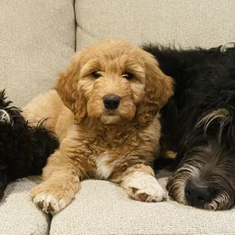 Bernedoodles, Goldendoodles, and Poodles from JensenBelle Doodles