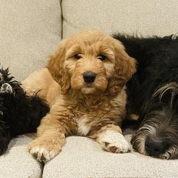 Bernedoodles, Goldendoodles, and Poodles from JensenBelle Doodles