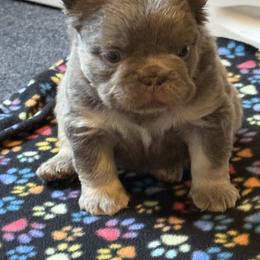 Moose - Blue male French Bulldog puppy in Klamath Falls, Oregon from S-D Frenchies