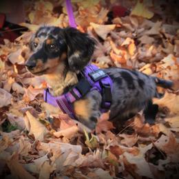 Dachshund All Grown Up from White Pine Weenies