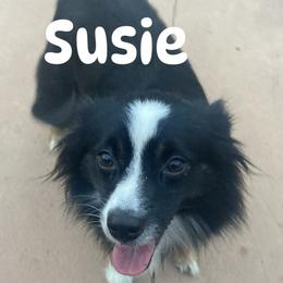 Susie - Australian Shepherd