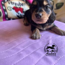 Buster - Black and cream male Dachshund puppy in East Dover, Vermont from Audet’s Mini Dachshunds