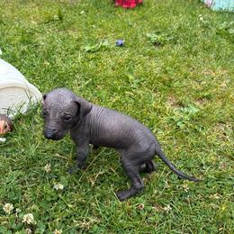 Seraphina - Black female Xoloitzcuintli puppy in Manitowoc, Wisconsin from Wonderland Kennel