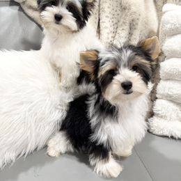 Biewer Terrier and Yorkshire Terrier Puppies from Coastal Yorkshire Terrier Yorkies & Biewer Terriers