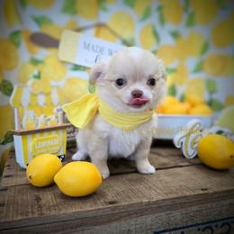 Asiago, 3750 USD - Cream male Chihuahua puppy in Piqua, Kansas from Cute As A Cupcake Chihuahuas