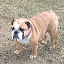 Bulldogs from Pam’s Adorabull Bulldogs