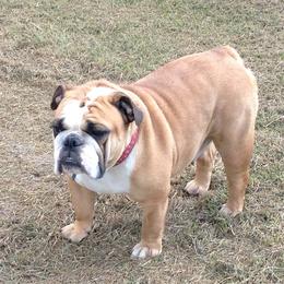 Bulldogs from Pam’s Adorabull Bulldogs