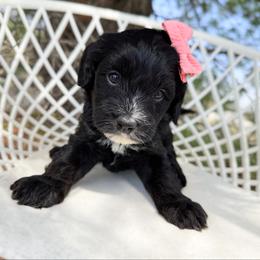 Lucy - Black female Bernedoodle puppy in Wamego, Kansas from Doodles of Oz