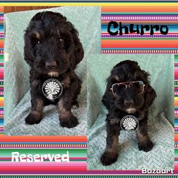 Churro - Tri-color male Bernedoodle puppy in Godwin, North Carolina from Farm Sweet Farm Doodles