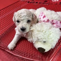 Dinky - Grey collar - White female Bichon Frise puppy in 63101 (St. Louis Metro Area), Missouri from BichonSTL