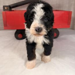 Hershey - Tri-color male Bernedoodle puppy in Luana, Iowa from Country View Bernedoodles and Goldendoodles