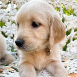 Golden Retriever Puppies from Chirping Meadows Goldens