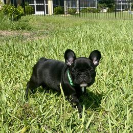 French Bulldog Puppies from Diamond Shores French Bulldogs