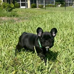 French Bulldog Puppies from Diamond Shores French Bulldogs