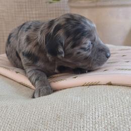 Female 4 - Merle female Goldendoodle puppy in Mohnton, Pennsylvania from Stony Meadow Puppies