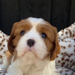 Lennie - Blenheim female Cavalier King Charles Spaniel puppy in Broxton, Georgia from Cavalier & Co.
