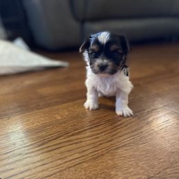 Biewer Terrier and Yorkshire Terrier Puppies from Heritage Yorkie and Biewers Kennel
