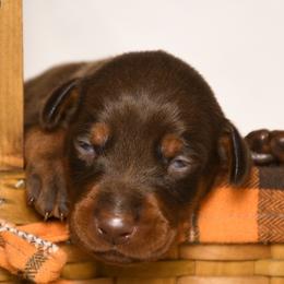 Boy 1 - Red and rust male Doberman Pinscher puppy in Overton, Texas from Obsidian Kennel