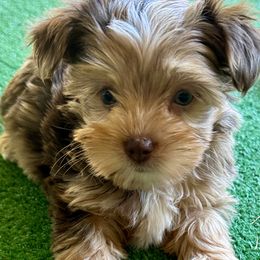 Companion Cross, Maltese, Morkie, and Yorkipoo Puppies from MC Kennels